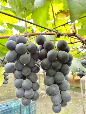 小農系列～天然酵素巨峰葡萄