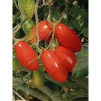 小農系列～天然酵素玉女小番茄