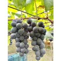 小農系列～天然酵素巨峰葡萄